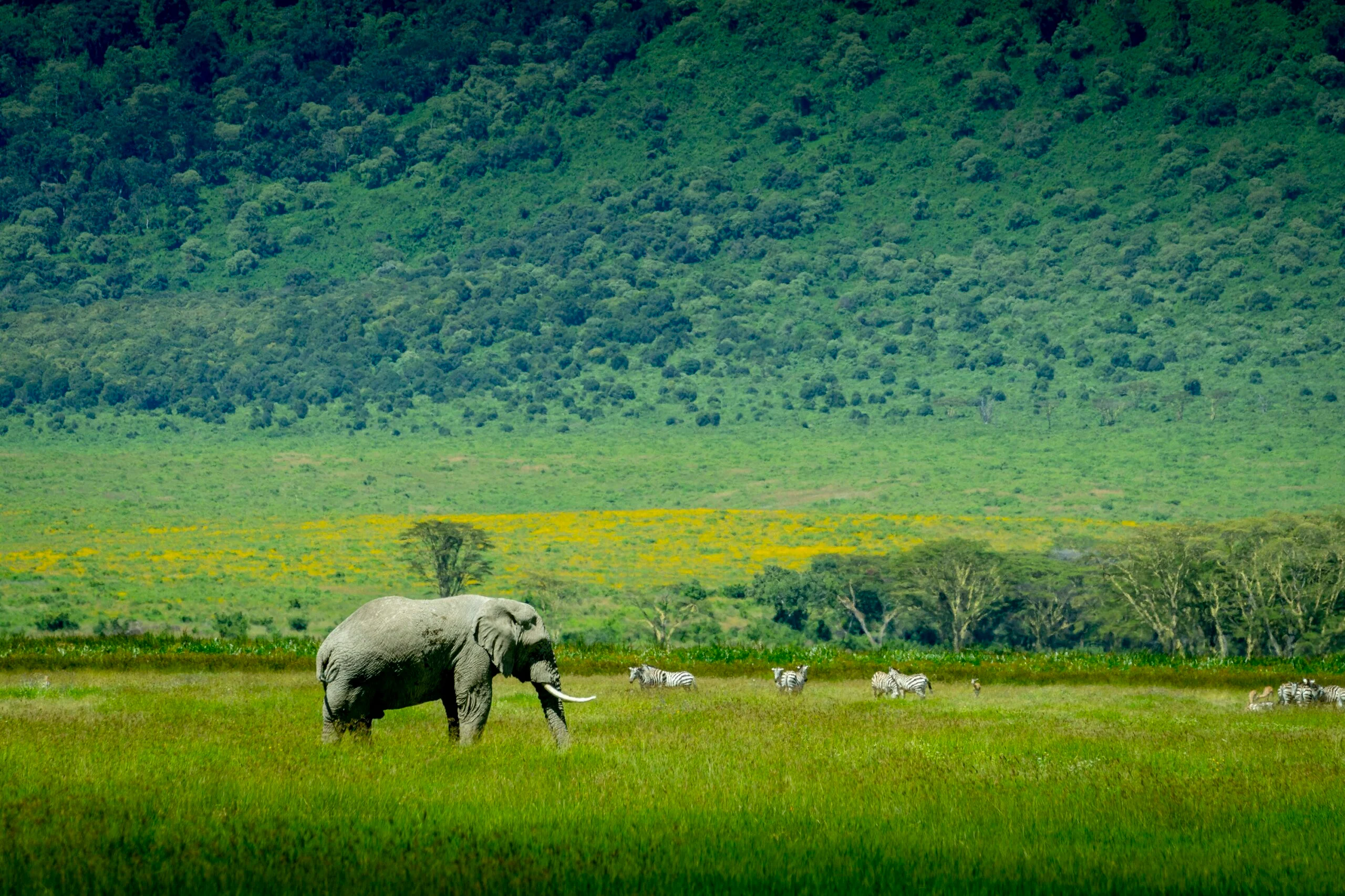 Elephant-Ngorongoro-scaled