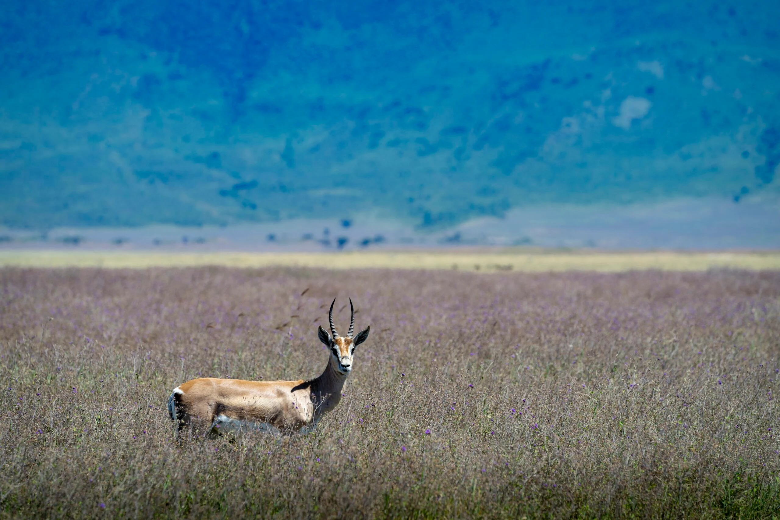 Grants-gazelle-Ngorongoro-scaled