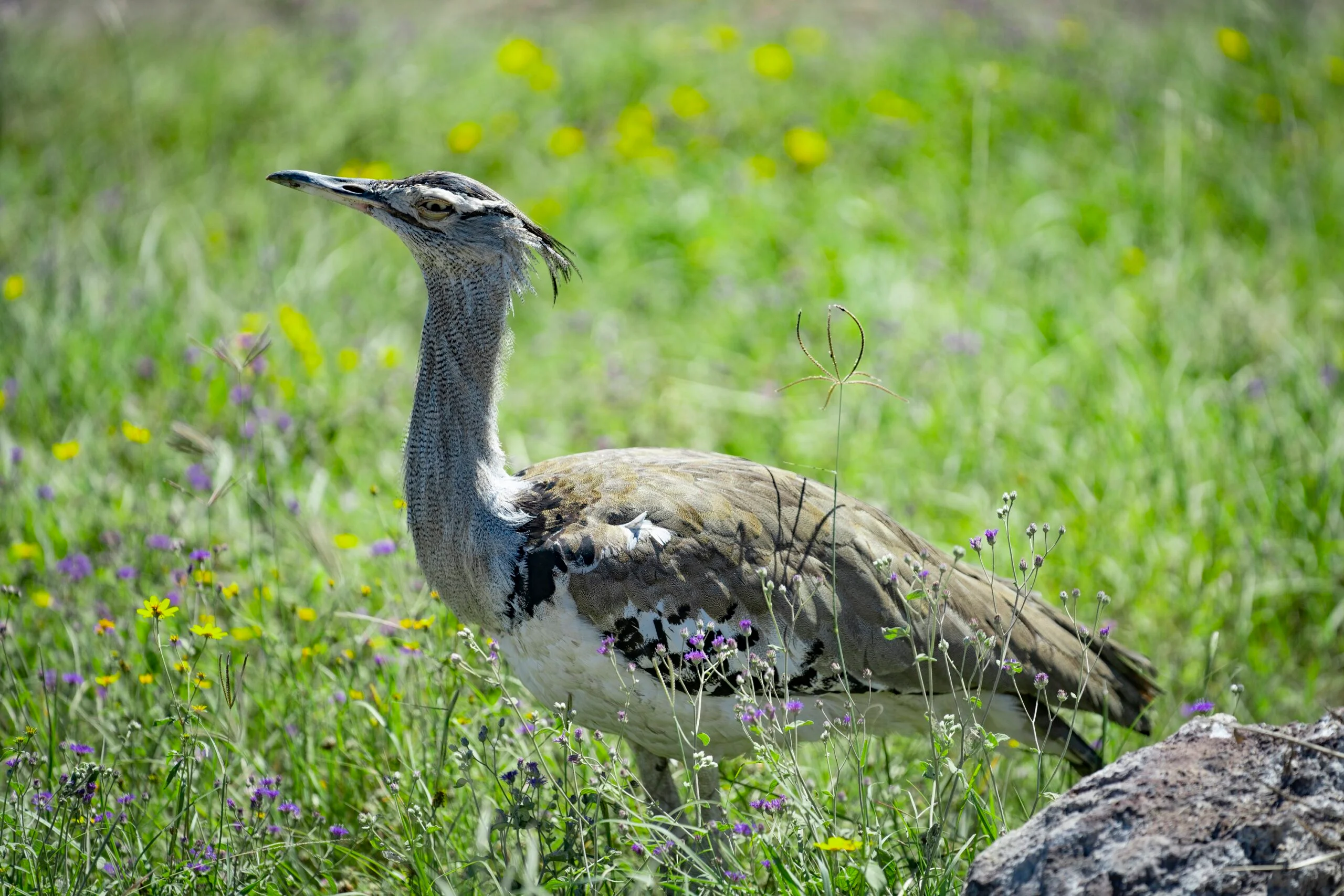Kori-Bustard-Ngorongoro-scaled