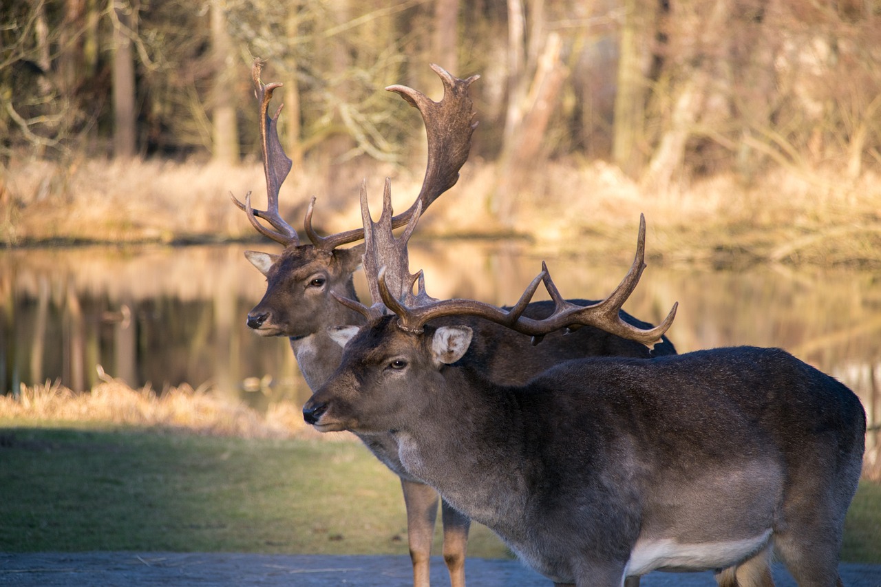simy27-fallow-deer-3143675_1280