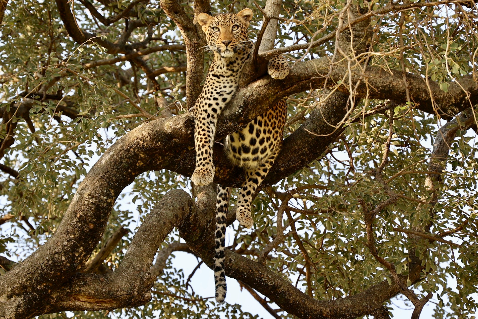 uzuri-safaris-tanzania-tyxN9RIba8U-unsplash