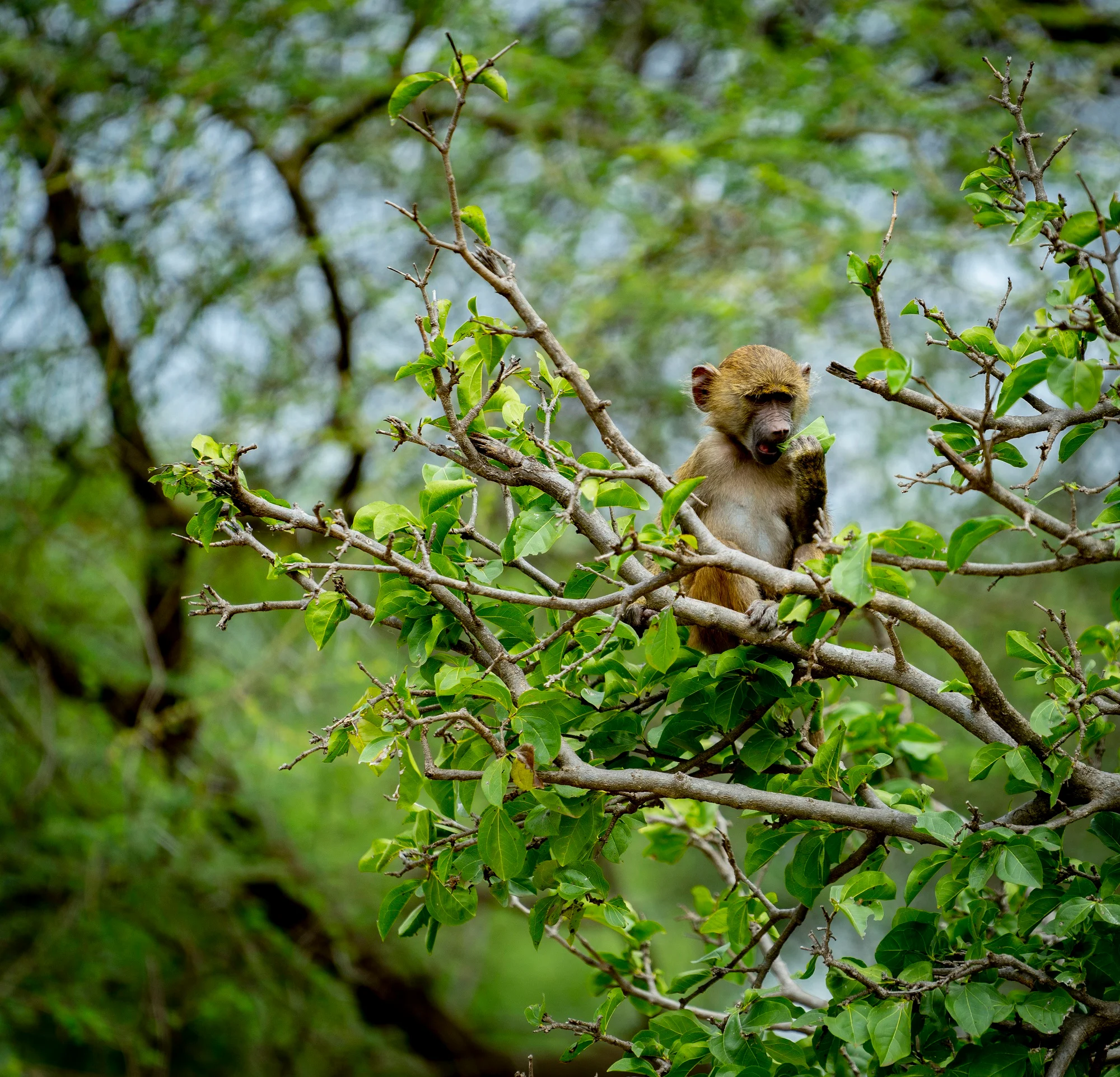 Baboon-Baby-Tarangire