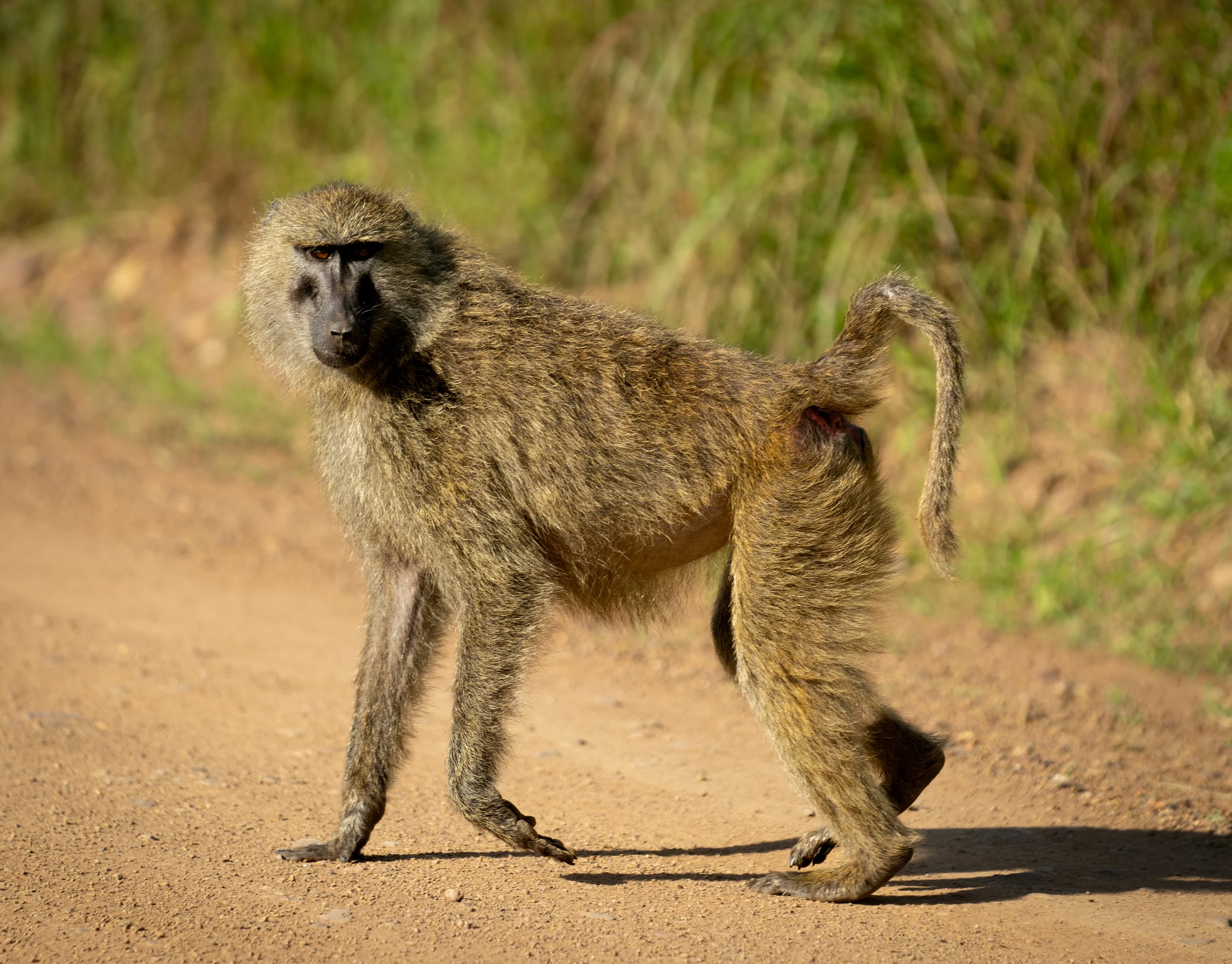 Baboon