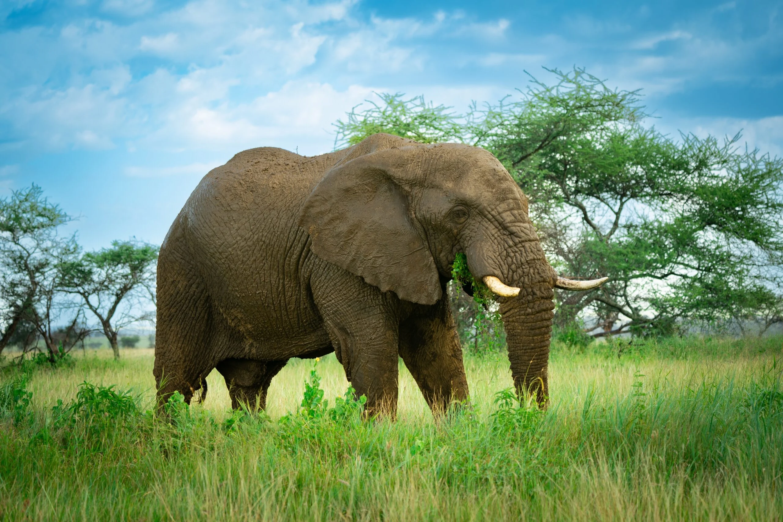 Elephant-scaled