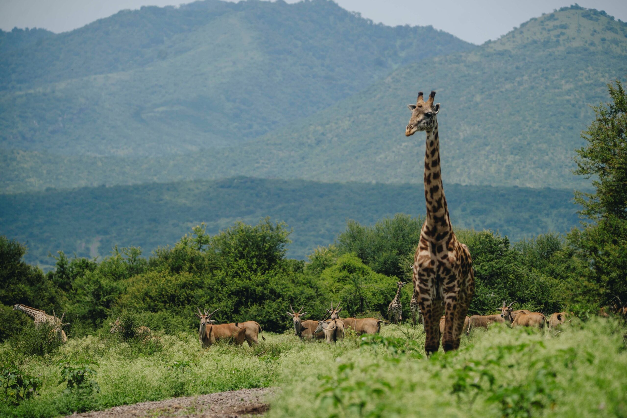IM_TZ_MAK_Giraffe-and-lesser-kudus-2-scaled-1