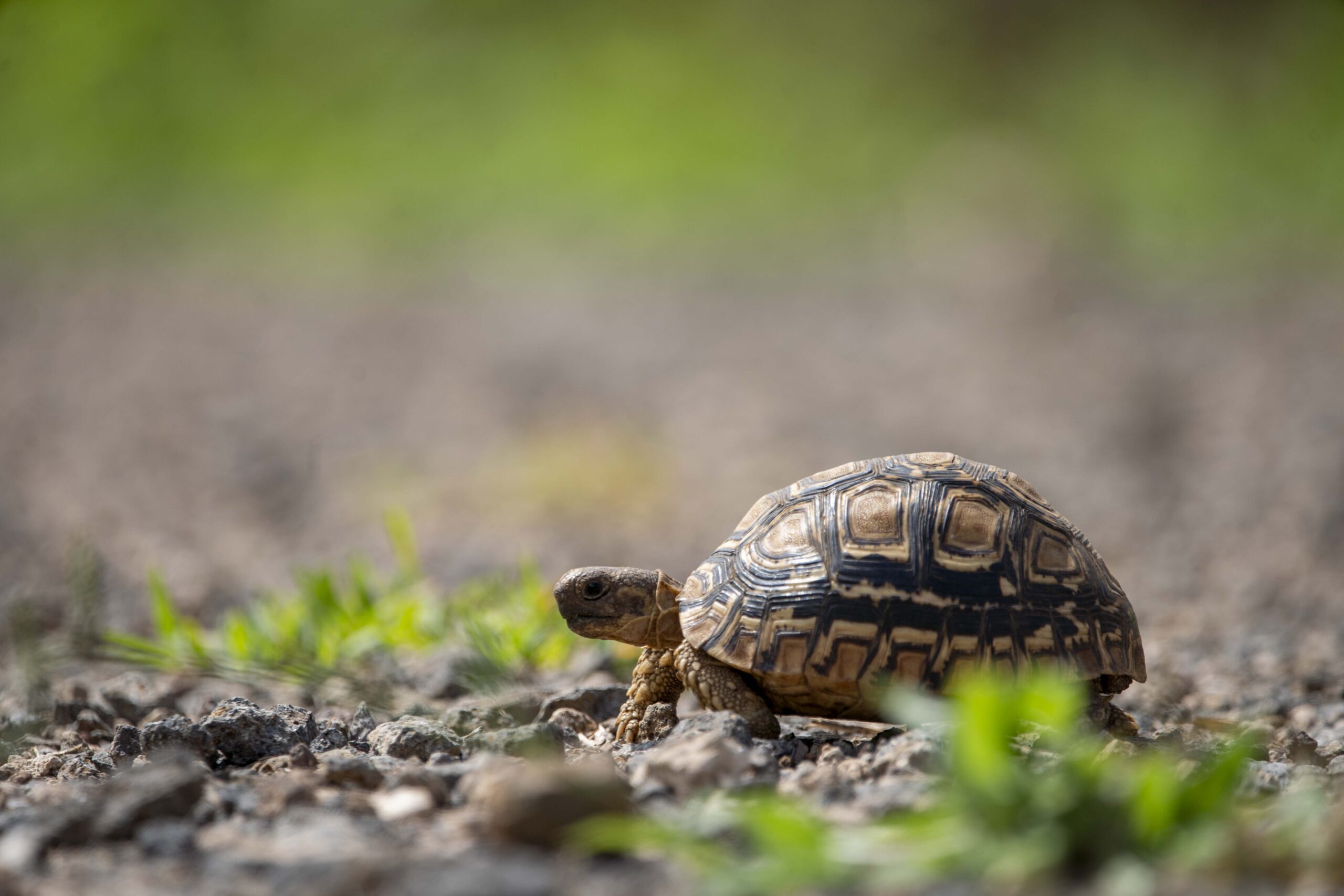 IM_TZ_MAK_Turtle-2-scaled-1