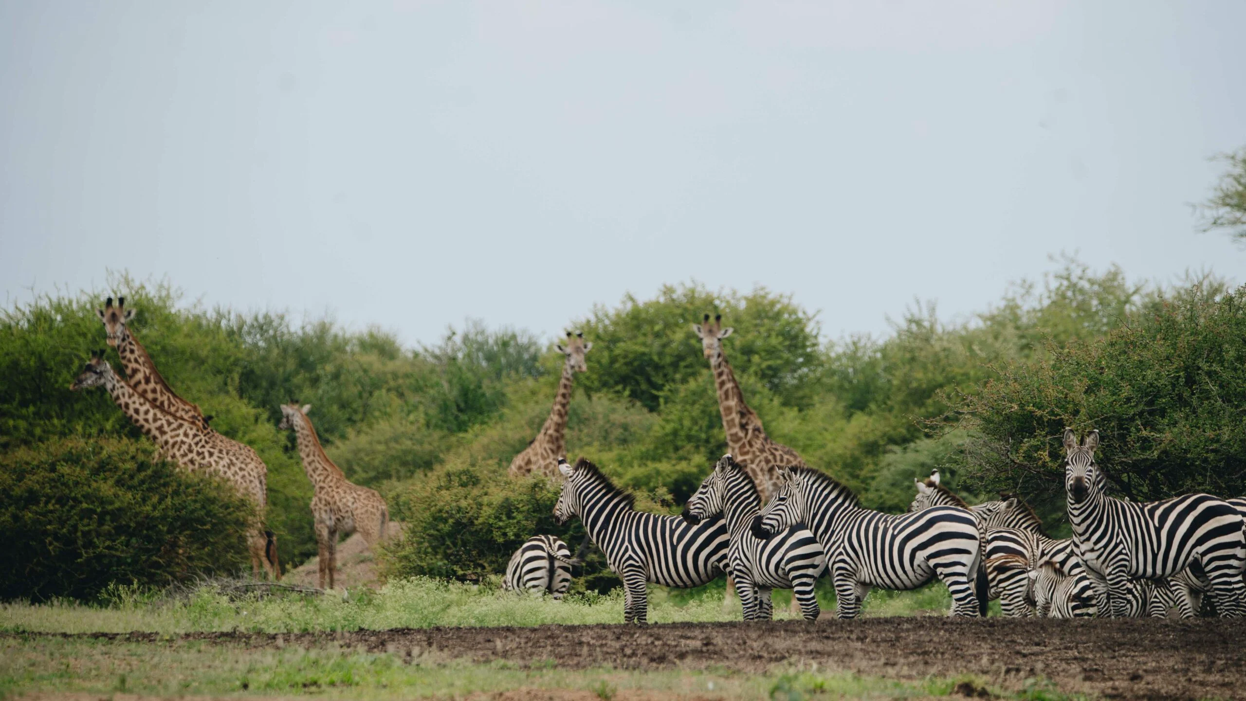 IM_TZ_MAK_Zebras-and-giraffes-2-scaled-1
