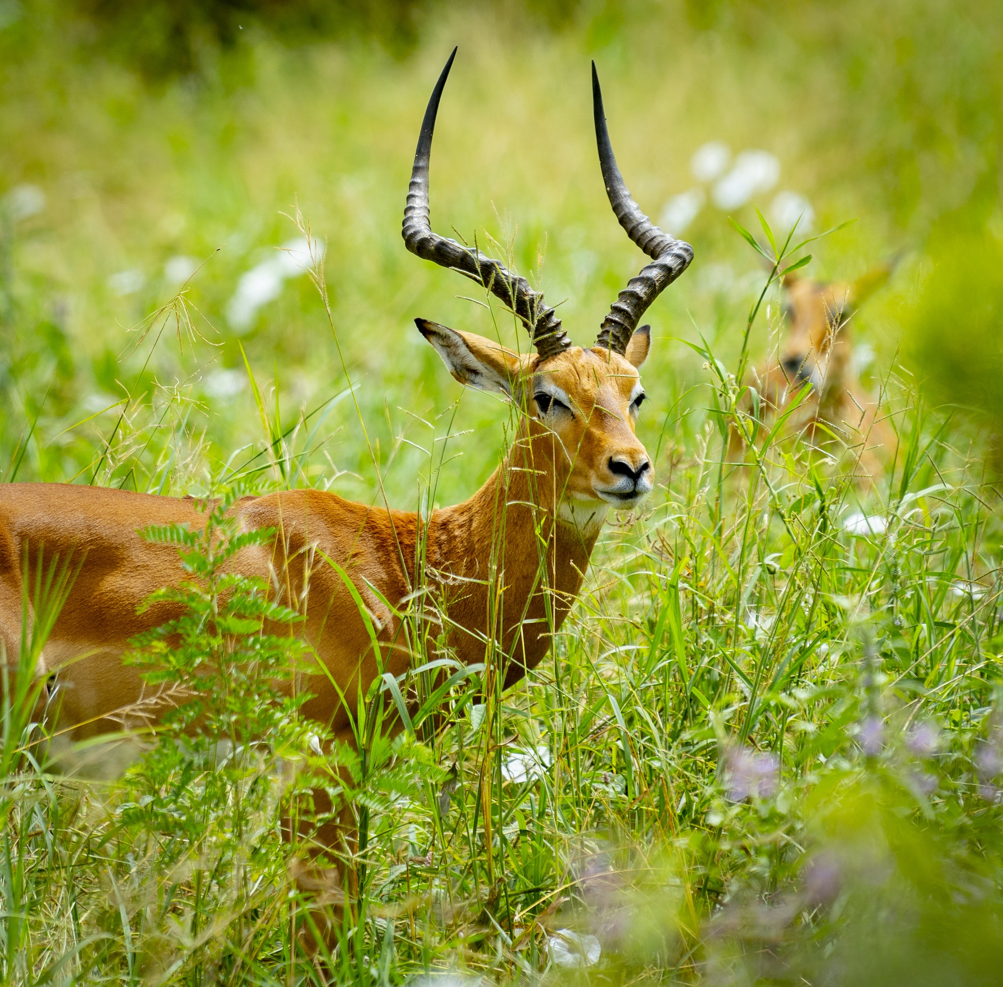 Impala-Tarangire