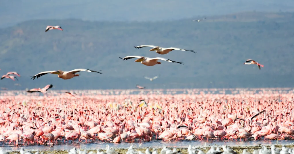 Lake-Manyara-Flamingo-Tanzania-Specialist-1900x1000-1-1024x539