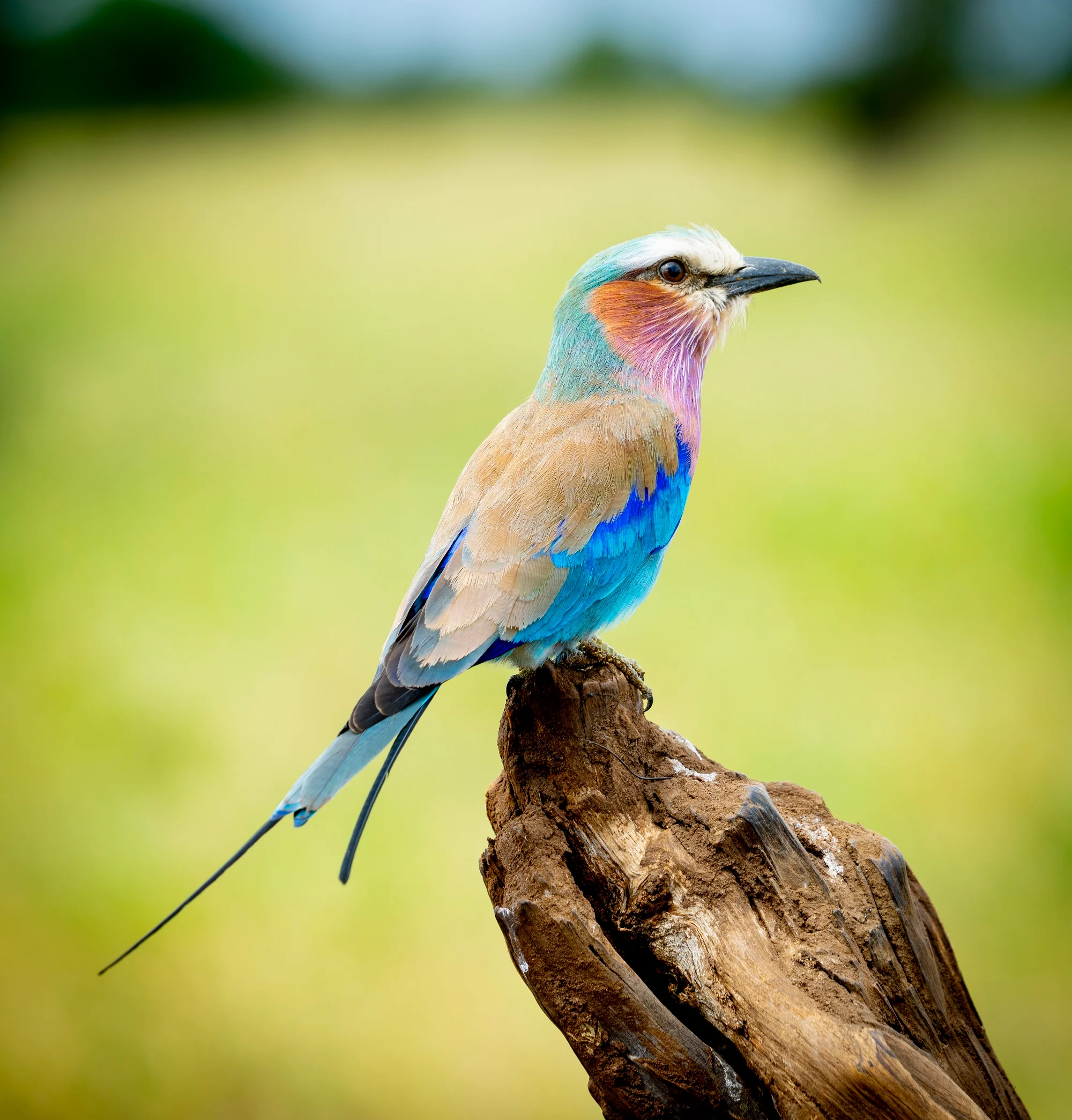 Lilac-breasted-roller-bird-Tarangire