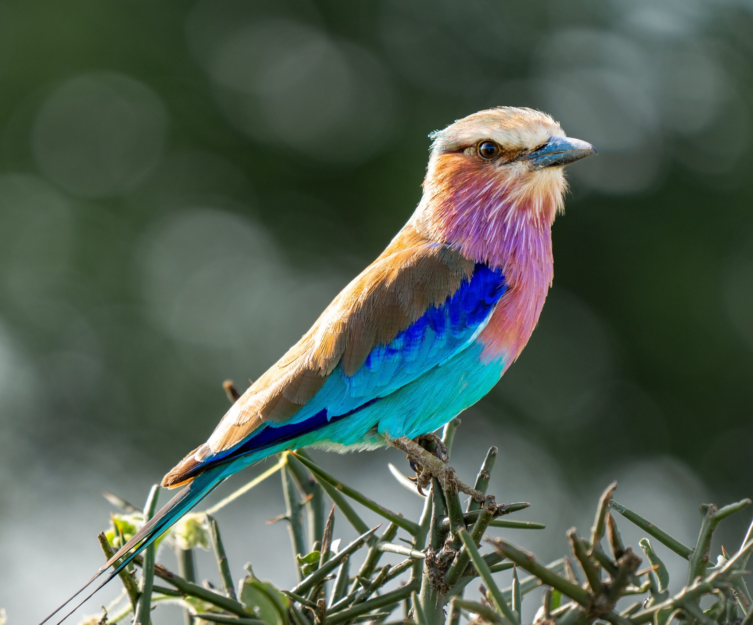 Lilac-breasted-roller-bird-scaled