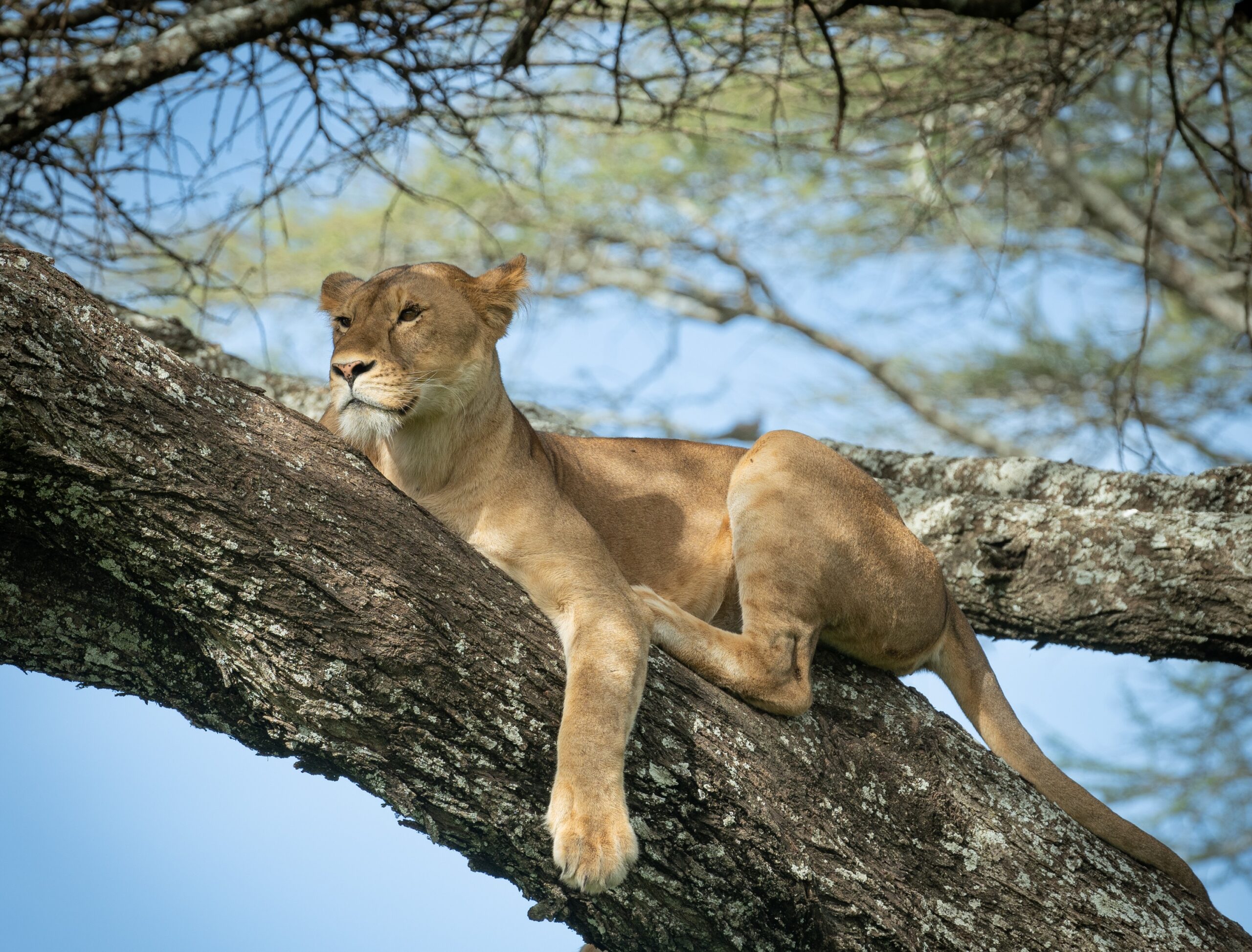 Lioness-tree-scaled