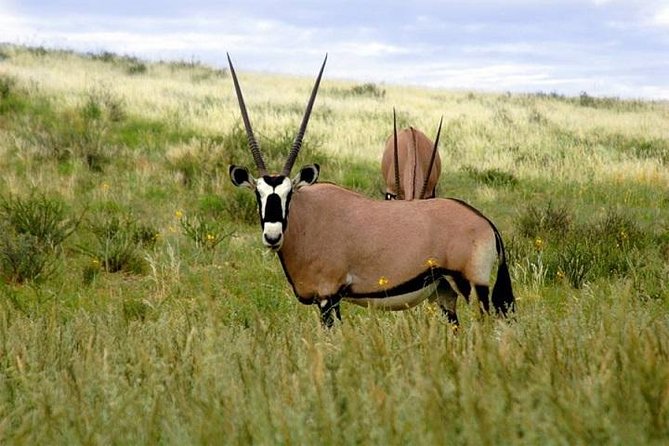 Mkomazi-national-park-game