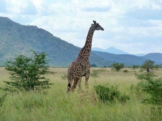 Mkomazi-national-park-girafe
