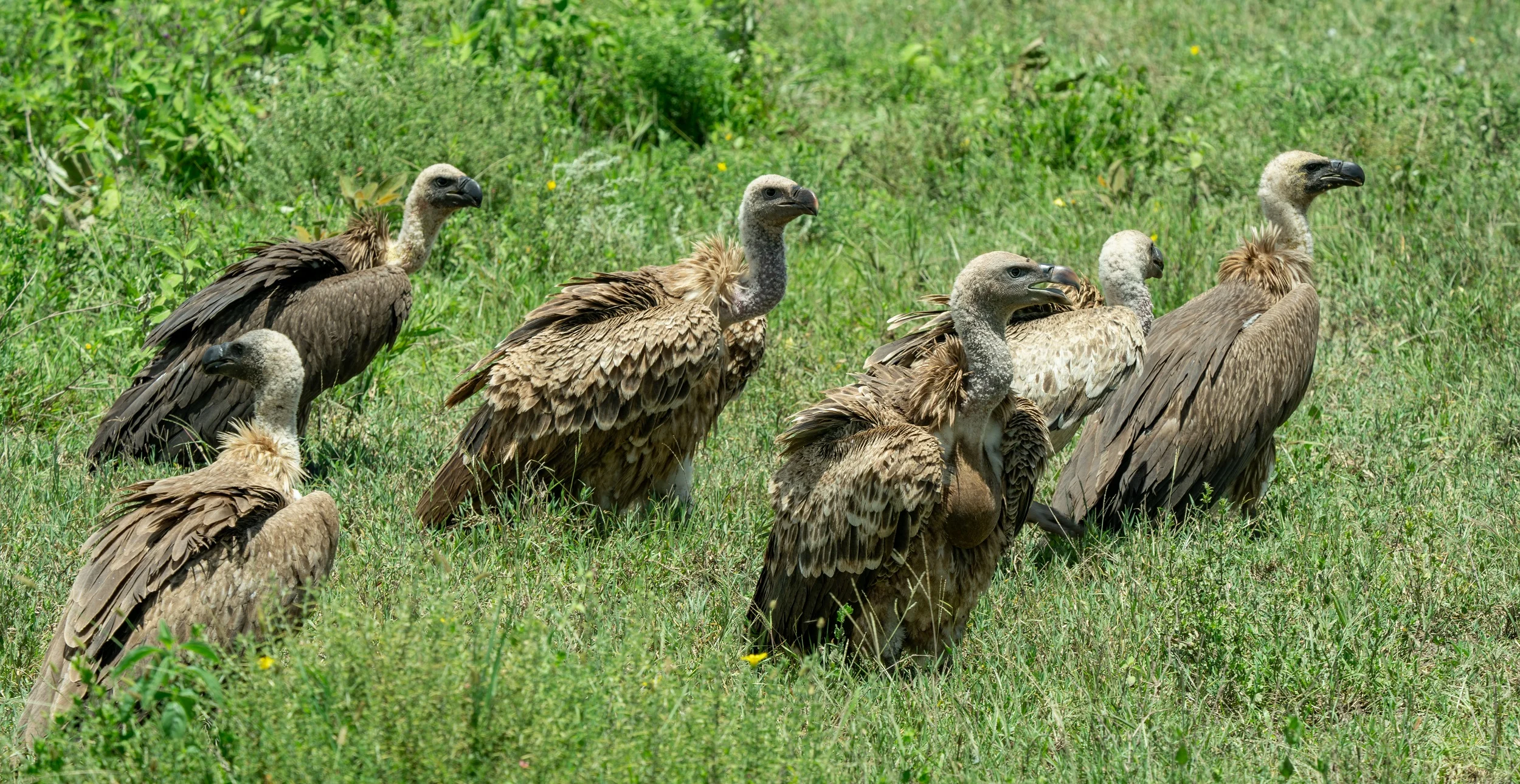 Ruppels-Vulture-hawk