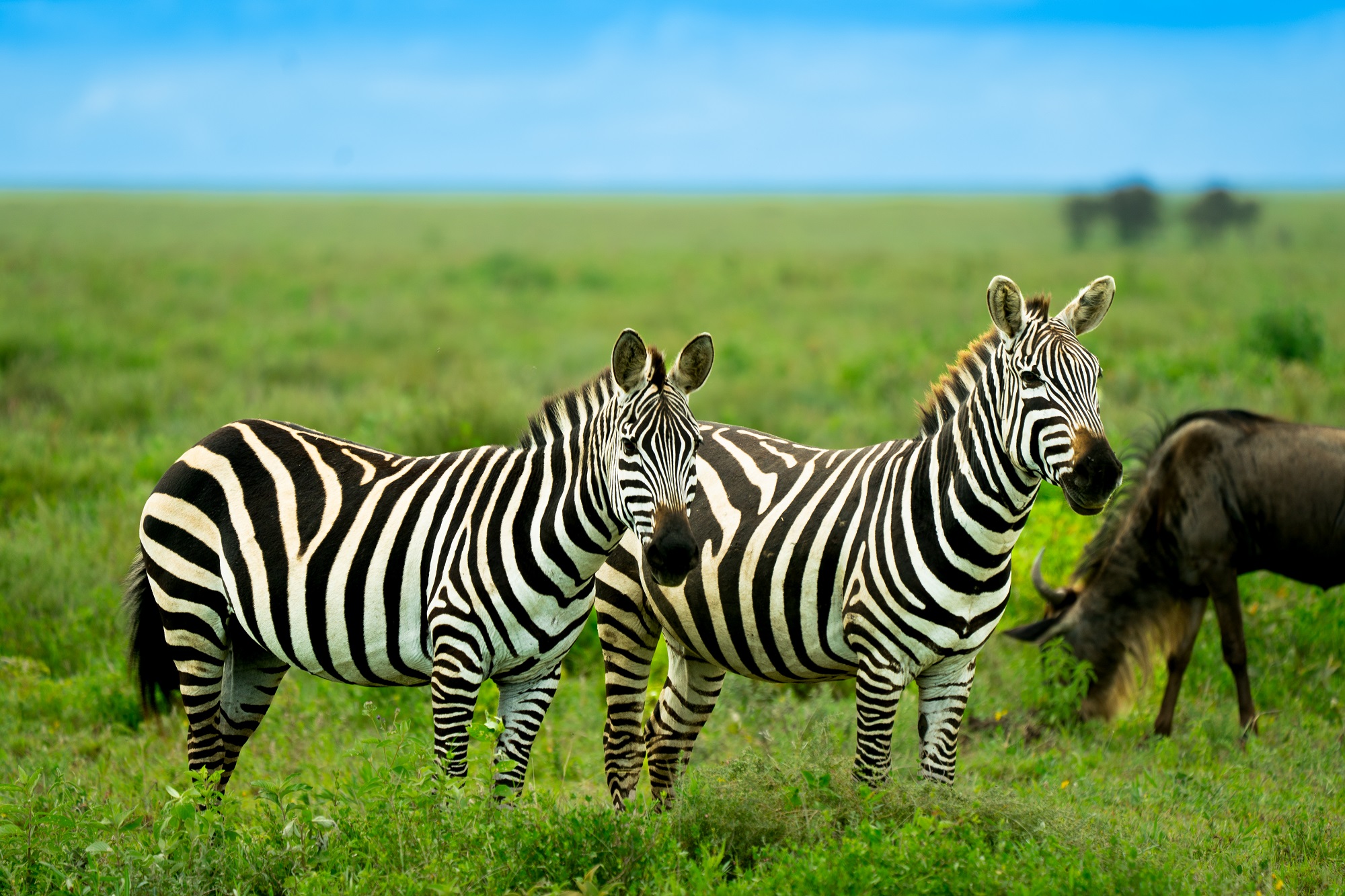 Zebras