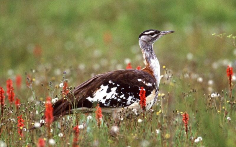 kitulo-plateau-bird-800x500-1