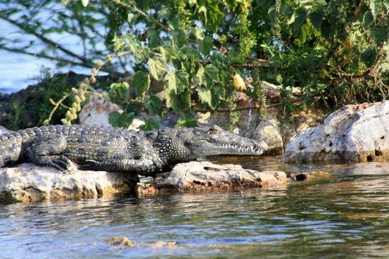 rubondo-island-national-croc
