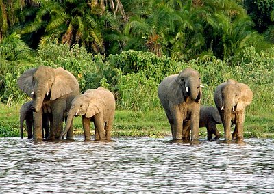 rubondo_island_national_park